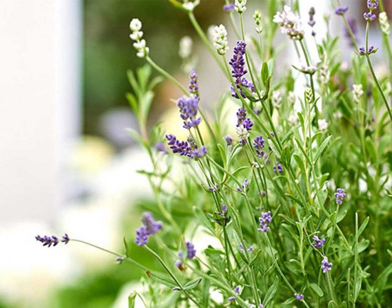 Blumen - Soziale Betreuung